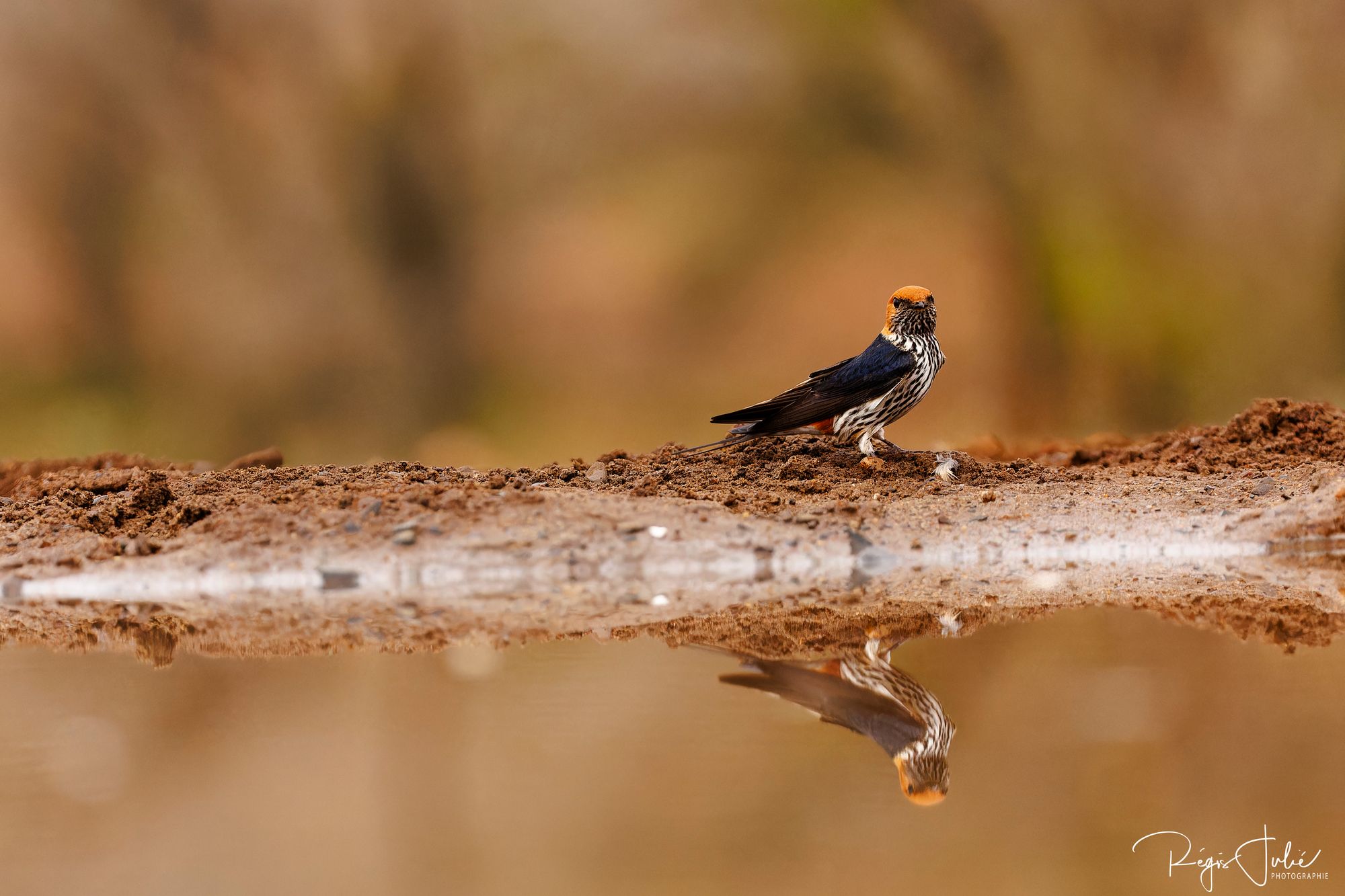 Zimanga : Les oiseaux