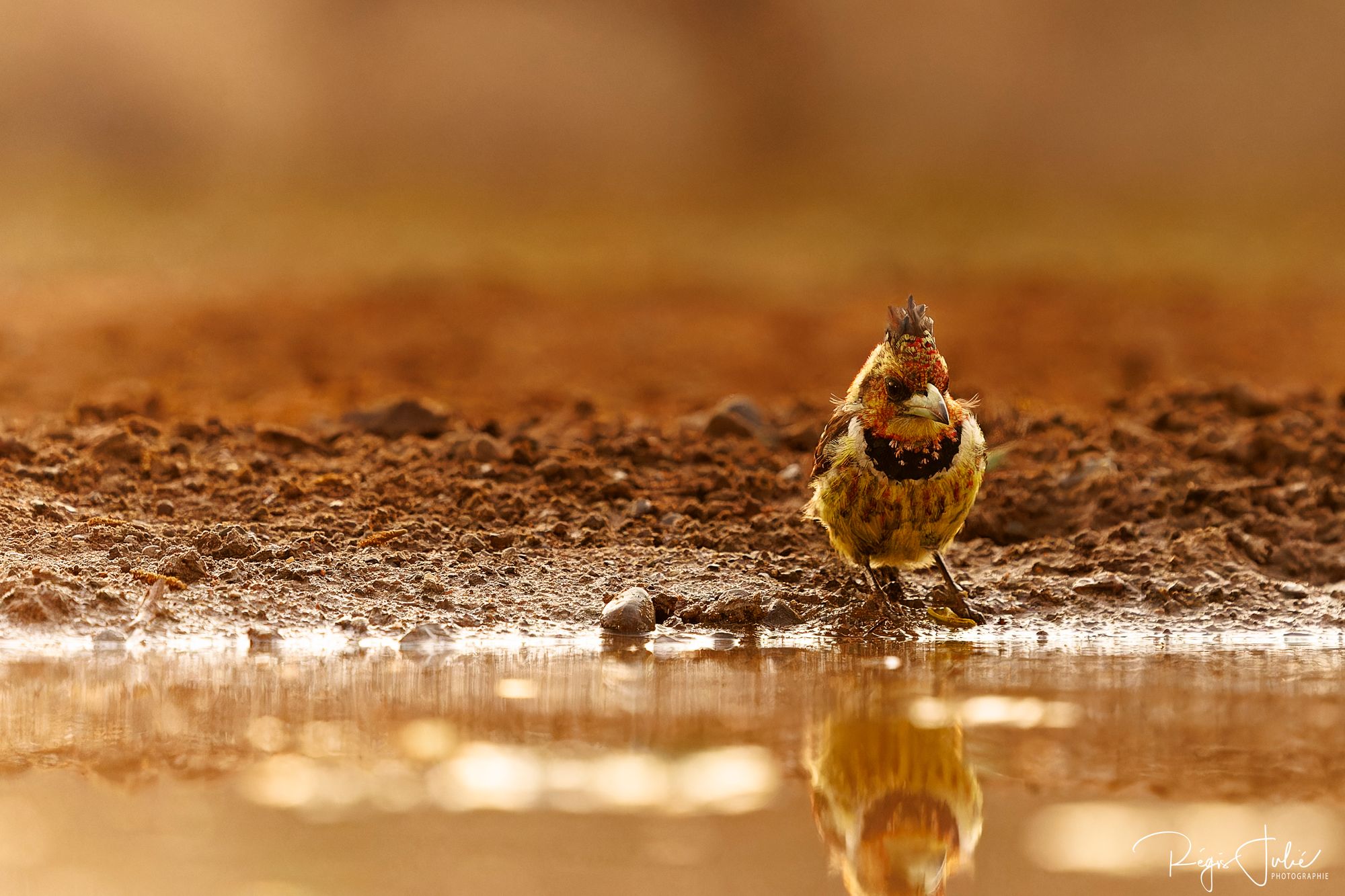 Zimanga : Les oiseaux