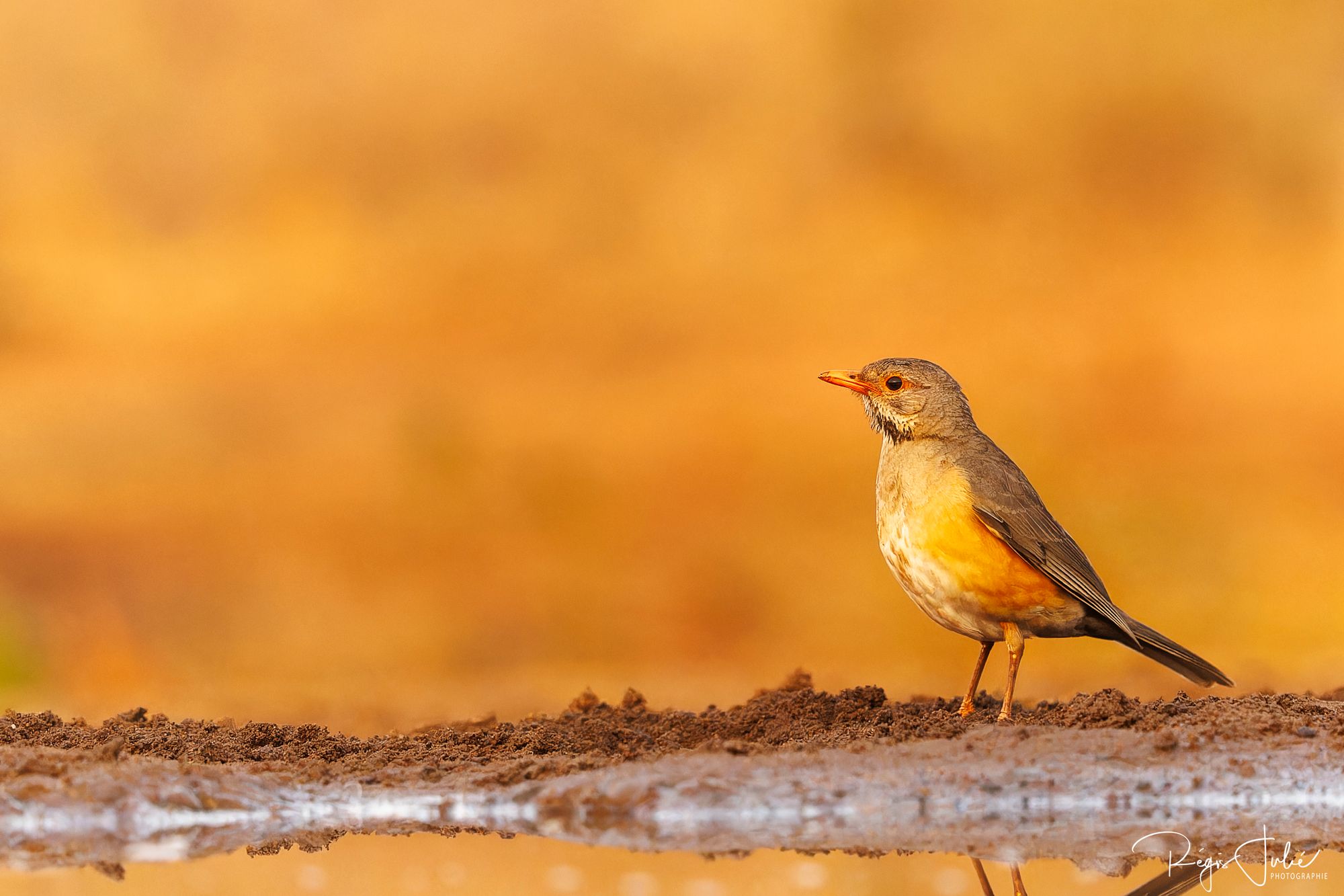 Zimanga : Les oiseaux