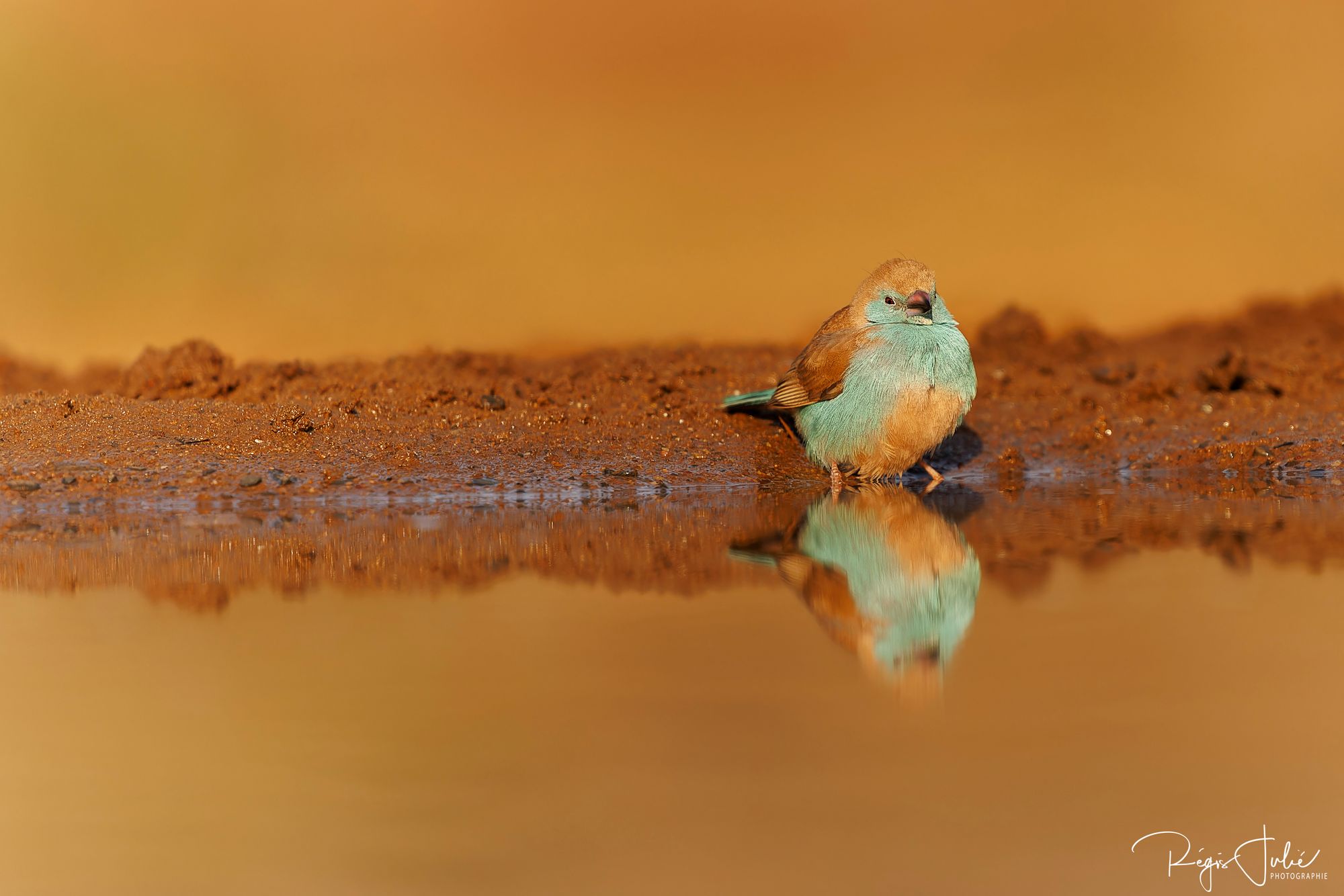 Zimanga : Les oiseaux