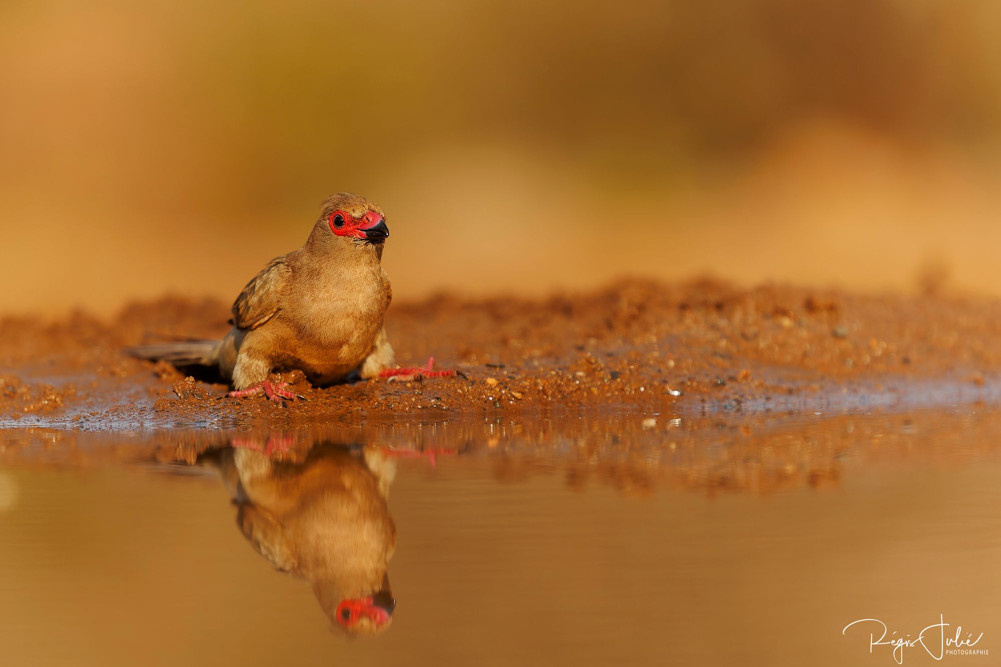 Zimanga : Les oiseaux