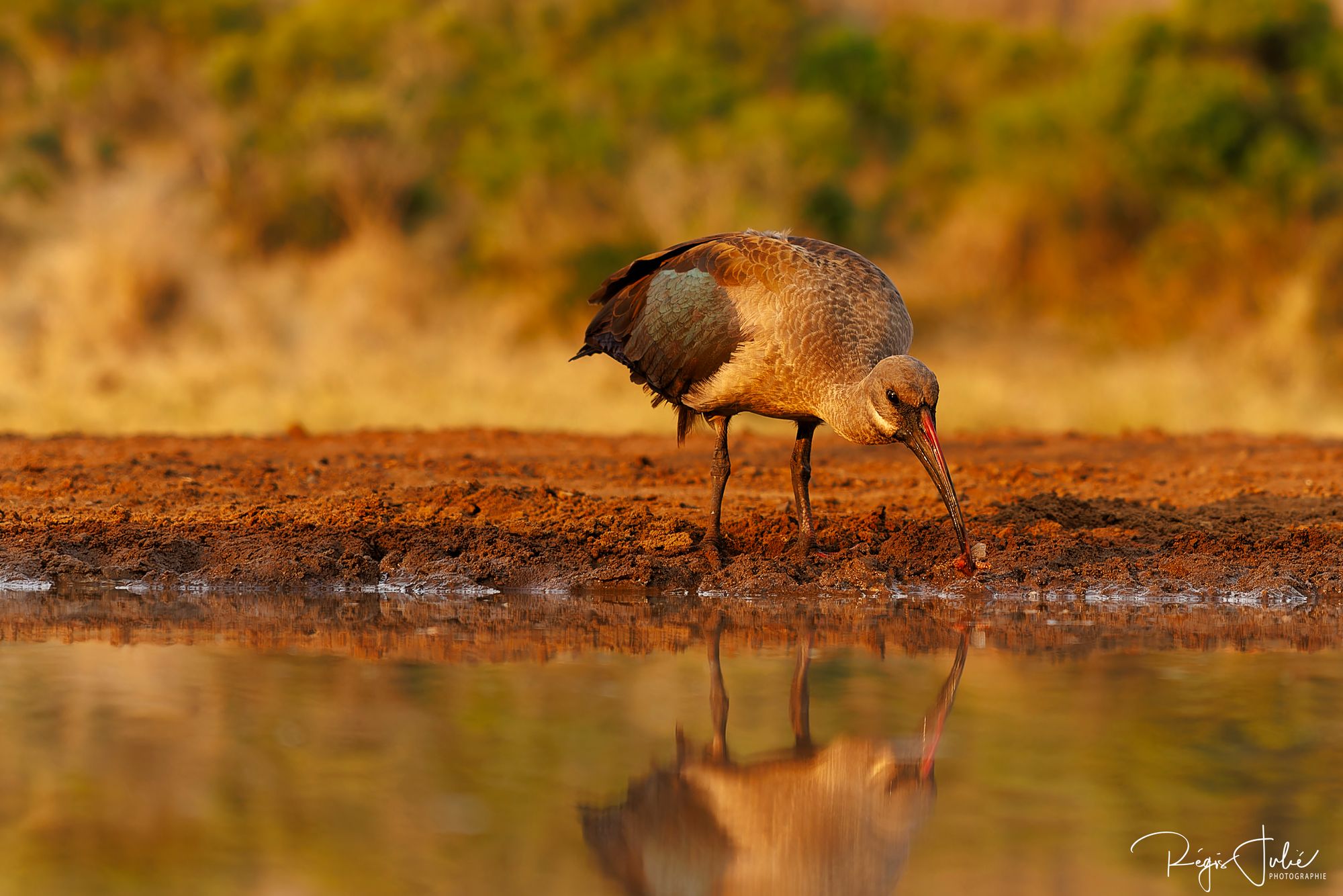 Zimanga : Les oiseaux