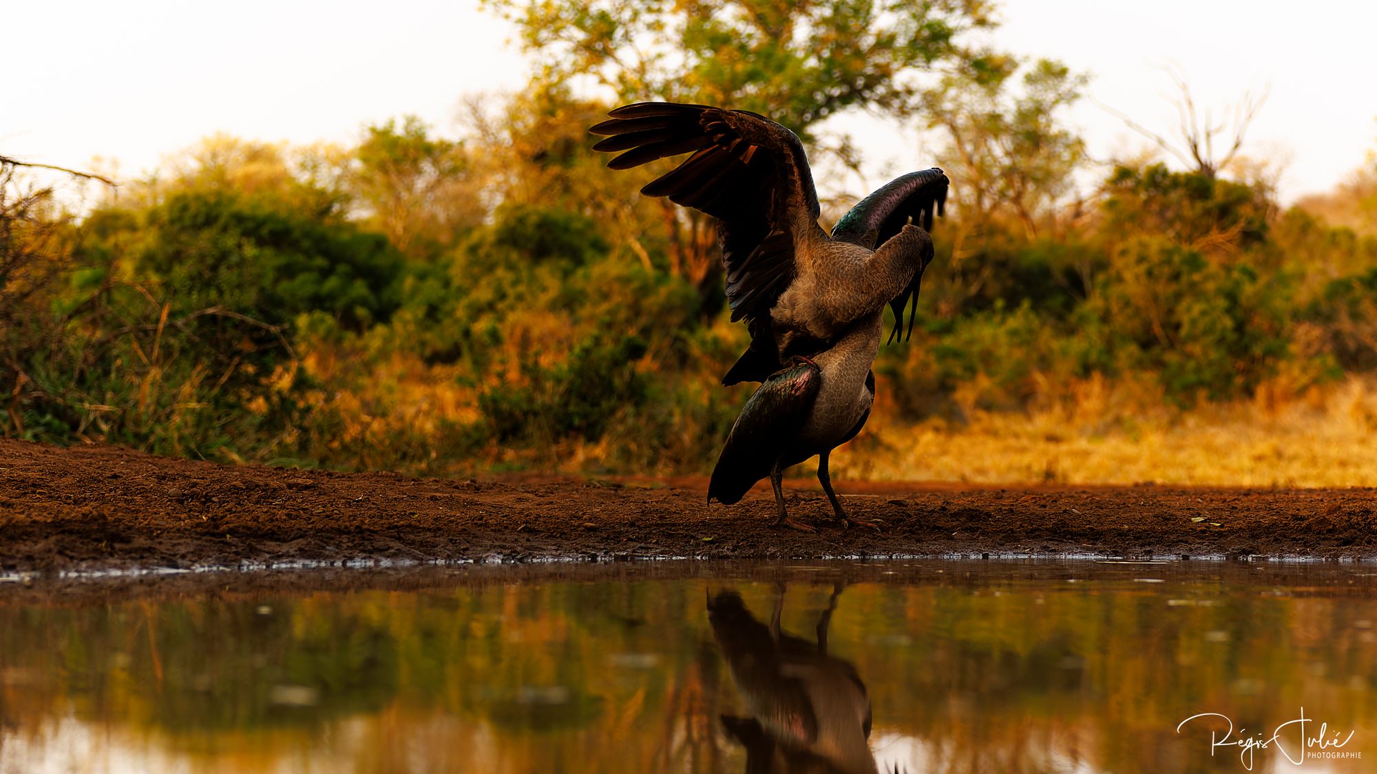 Zimanga : Oiseaux - Interactions