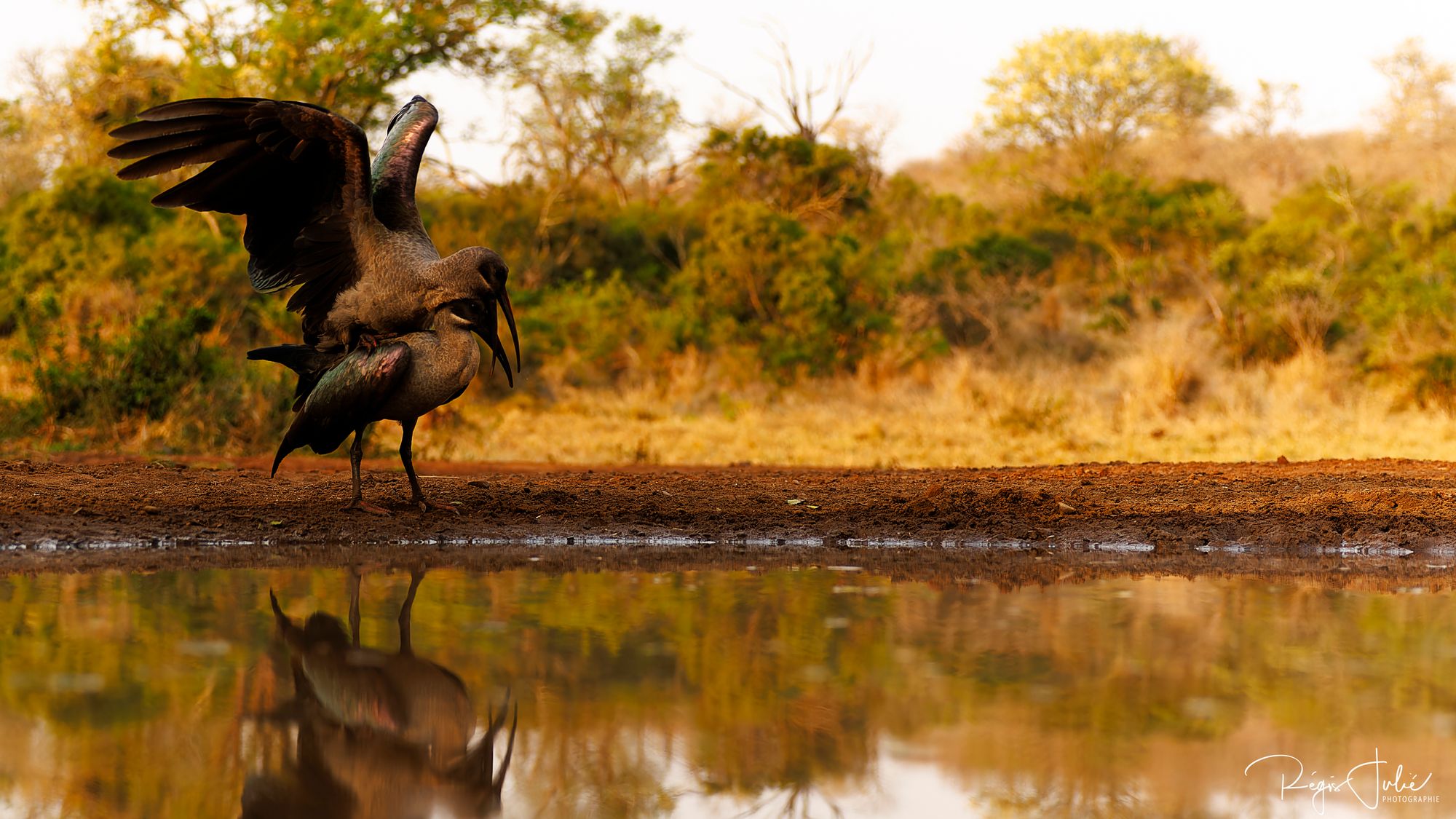 Zimanga : Oiseaux - Interactions