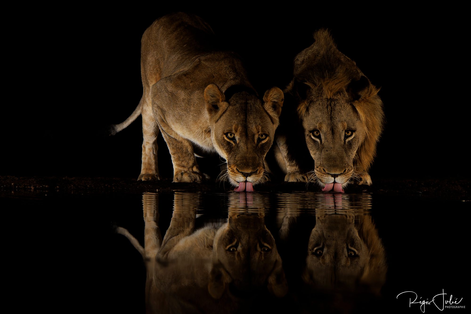 Zimanga : Les lions