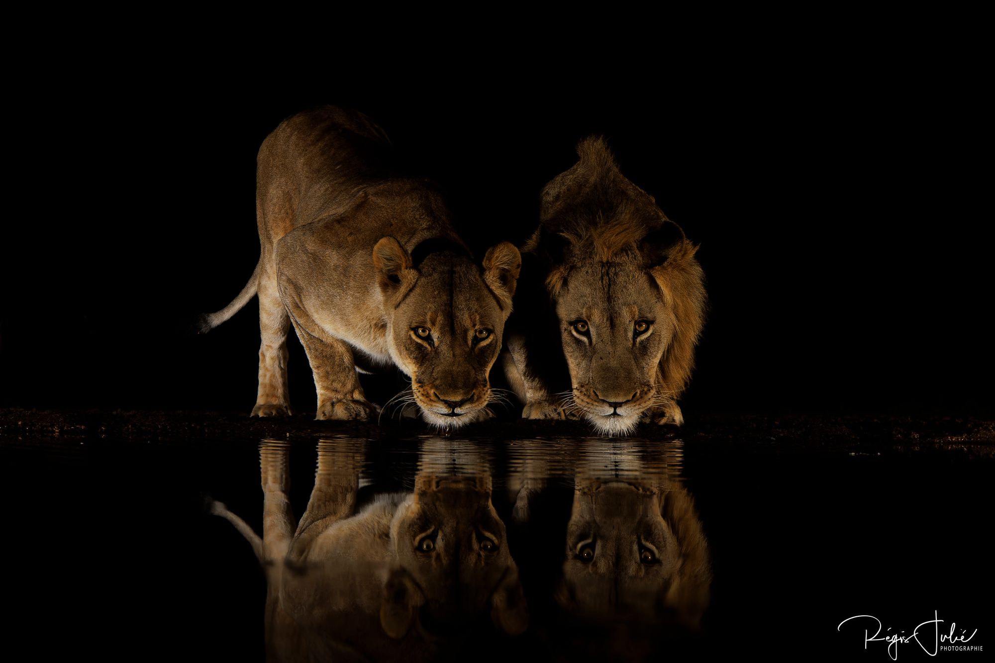 Zimanga : Les lions