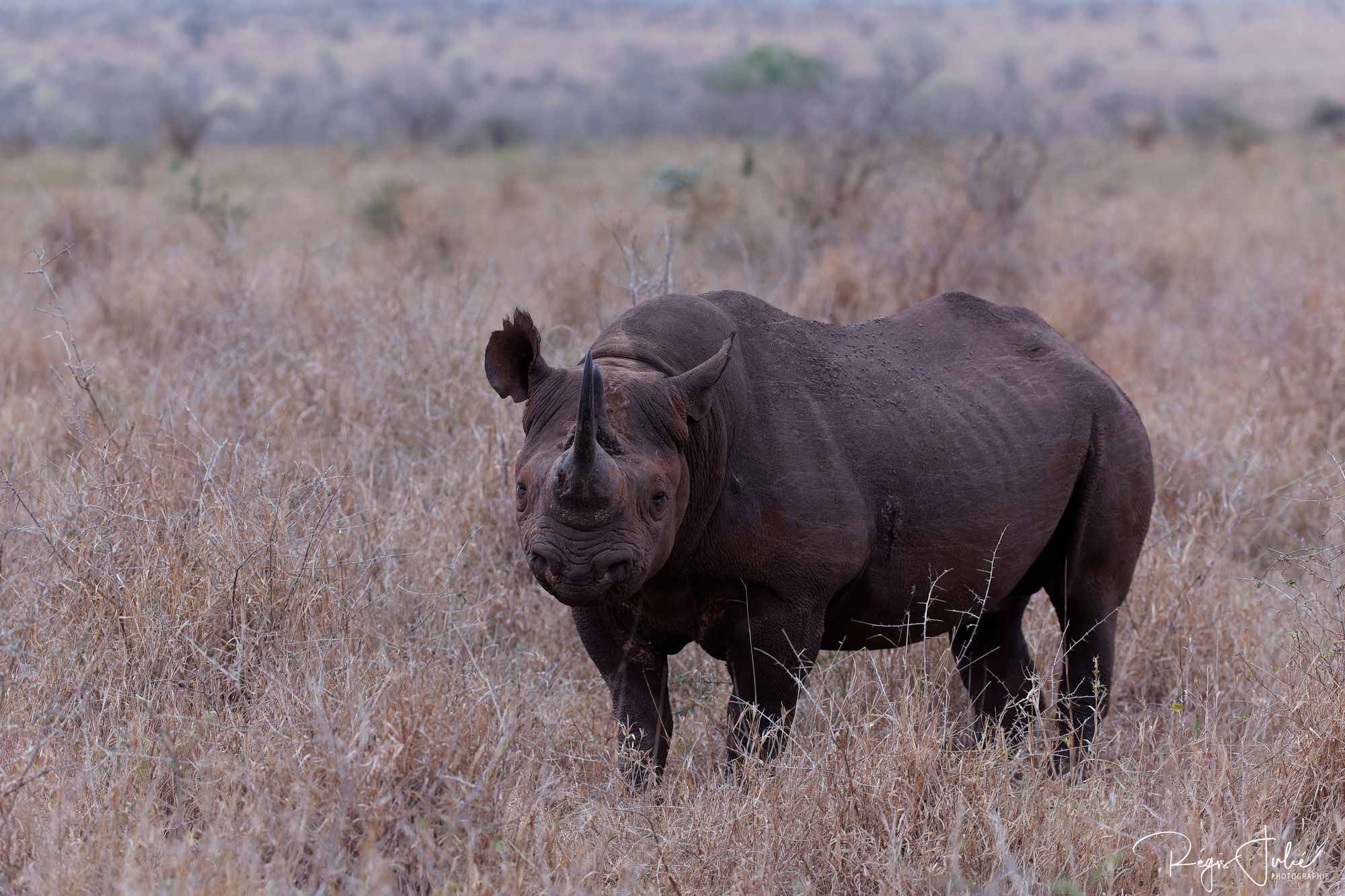 Zimanga : Les safaris