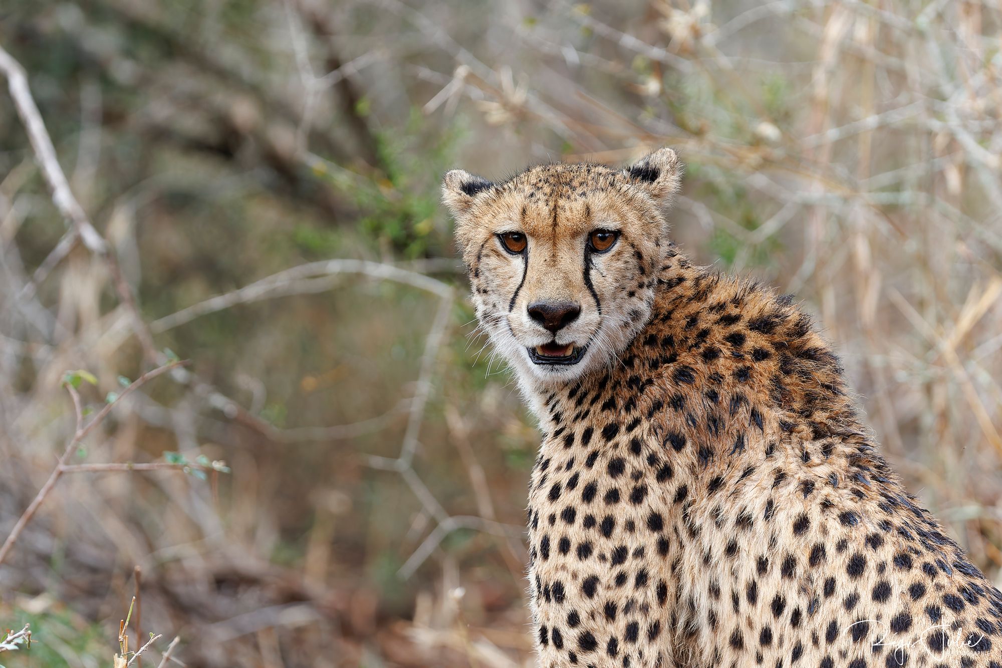 Zimanga : Les safaris