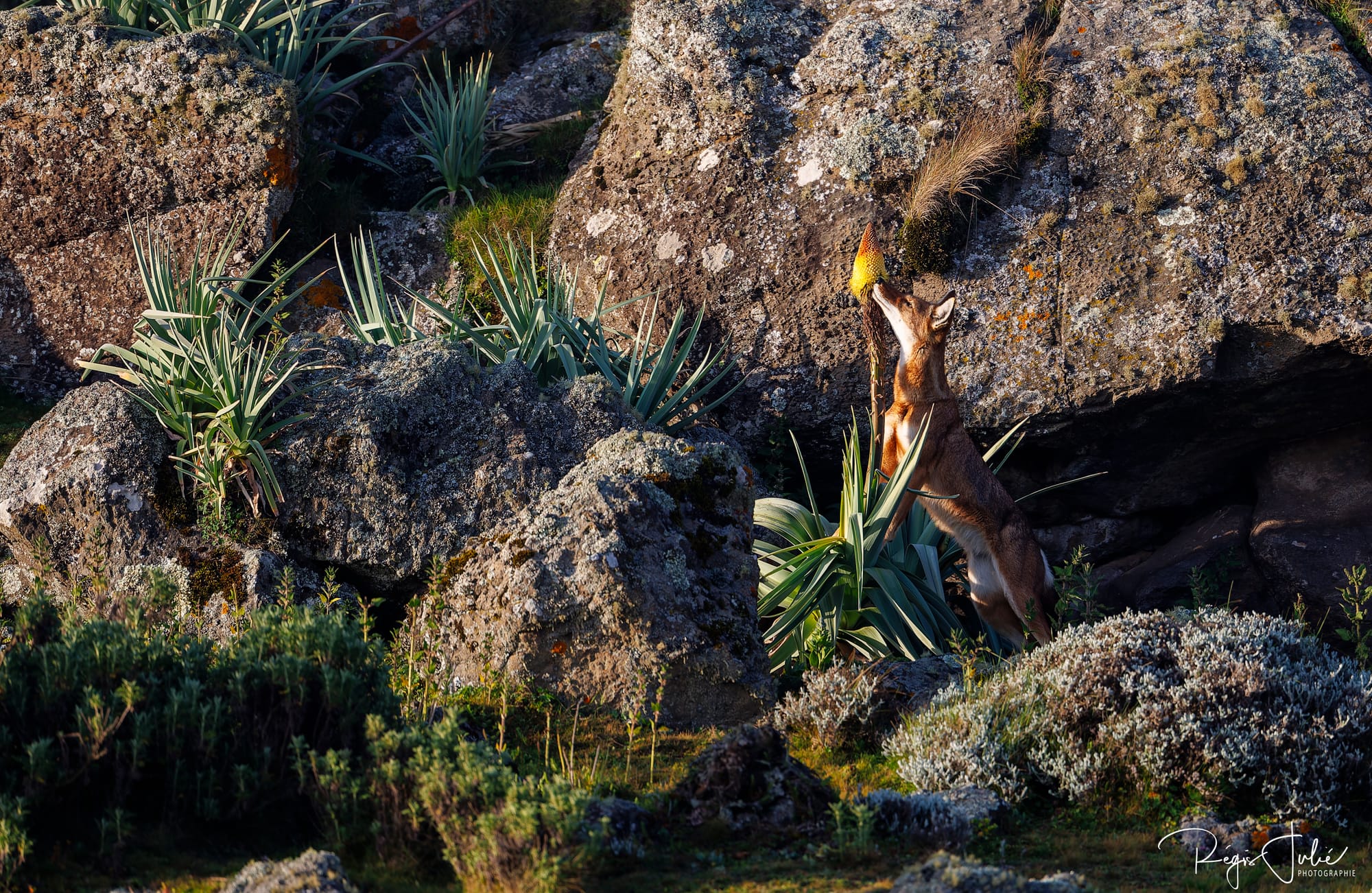 Loup d'Abyssinie, Kniphofia, espèce en danger, Ethiopie