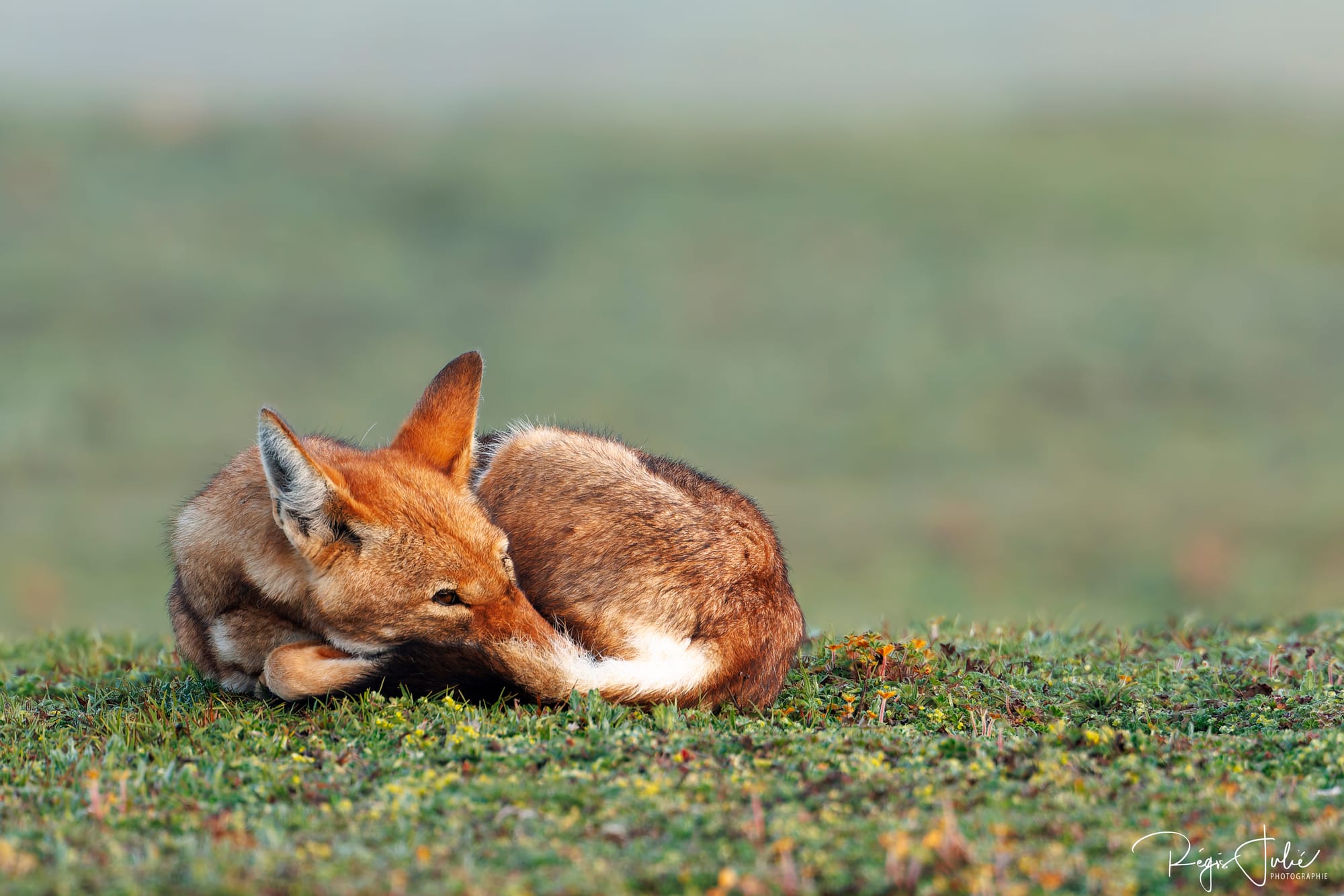 Loup d'Abyssinie dormant, espèce en danger, Ethiopie