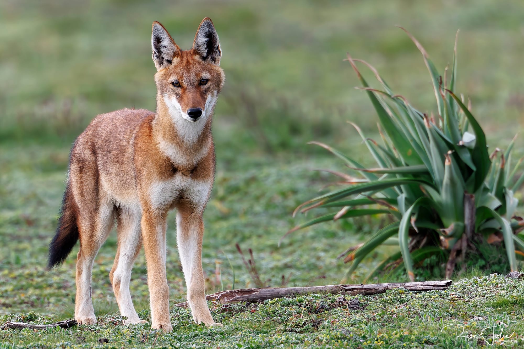 Loup d'Abyssinie, espèce en danger, ado, Ethiopie