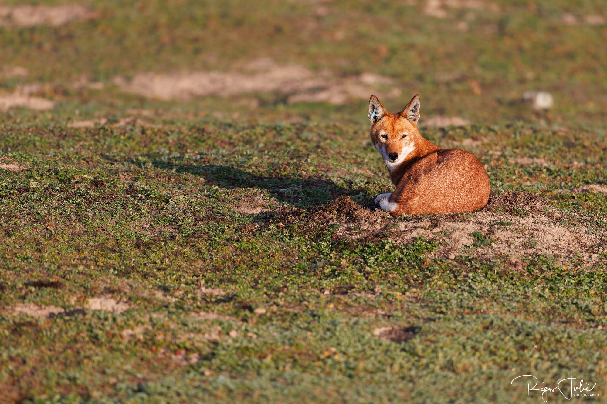 Loup d'Abyssinie dormant, espèce en danger, Ethiopie