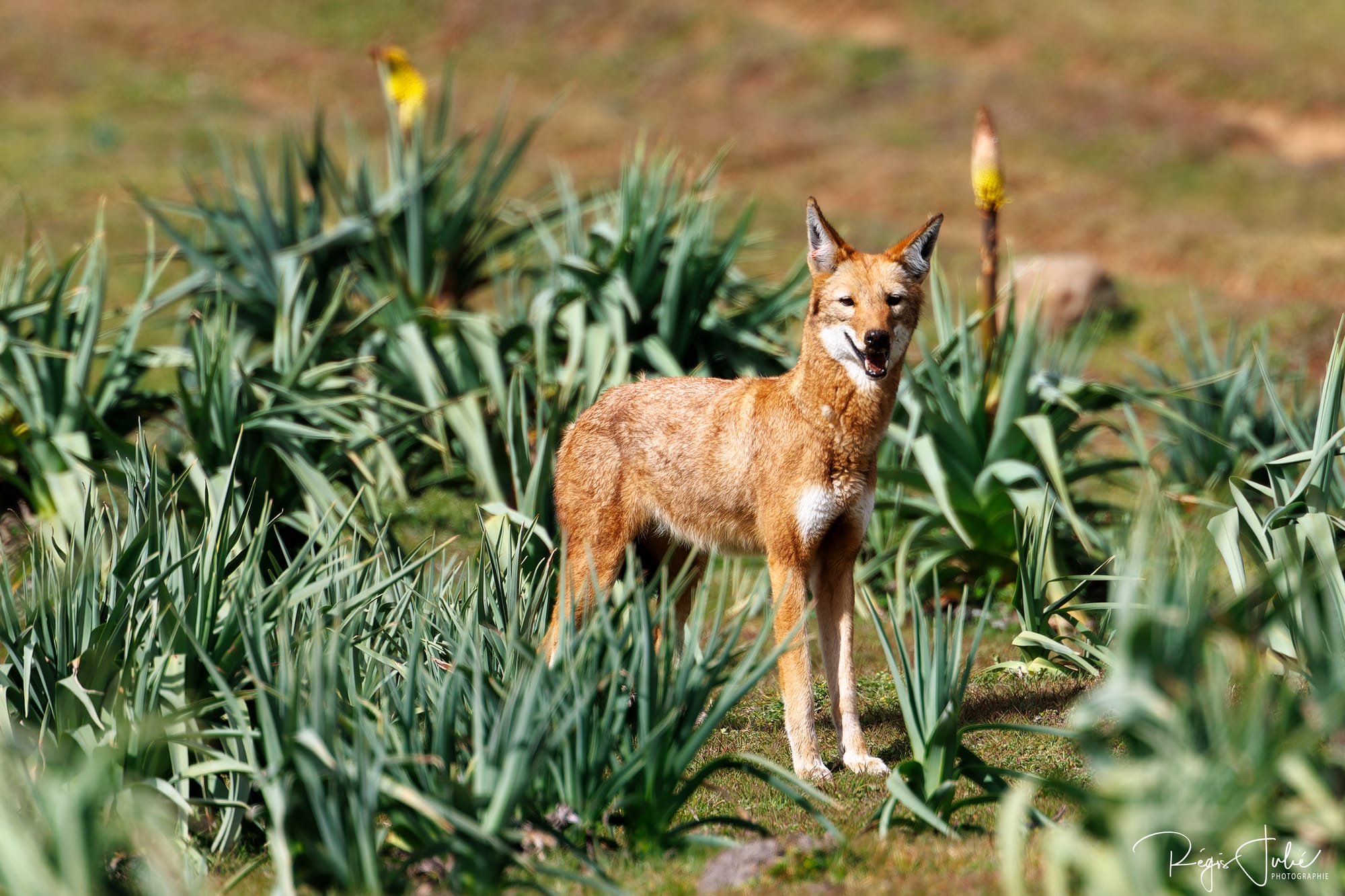 Loup d'Abyssinie, Kniphofia, espèce en danger, Ethiopie