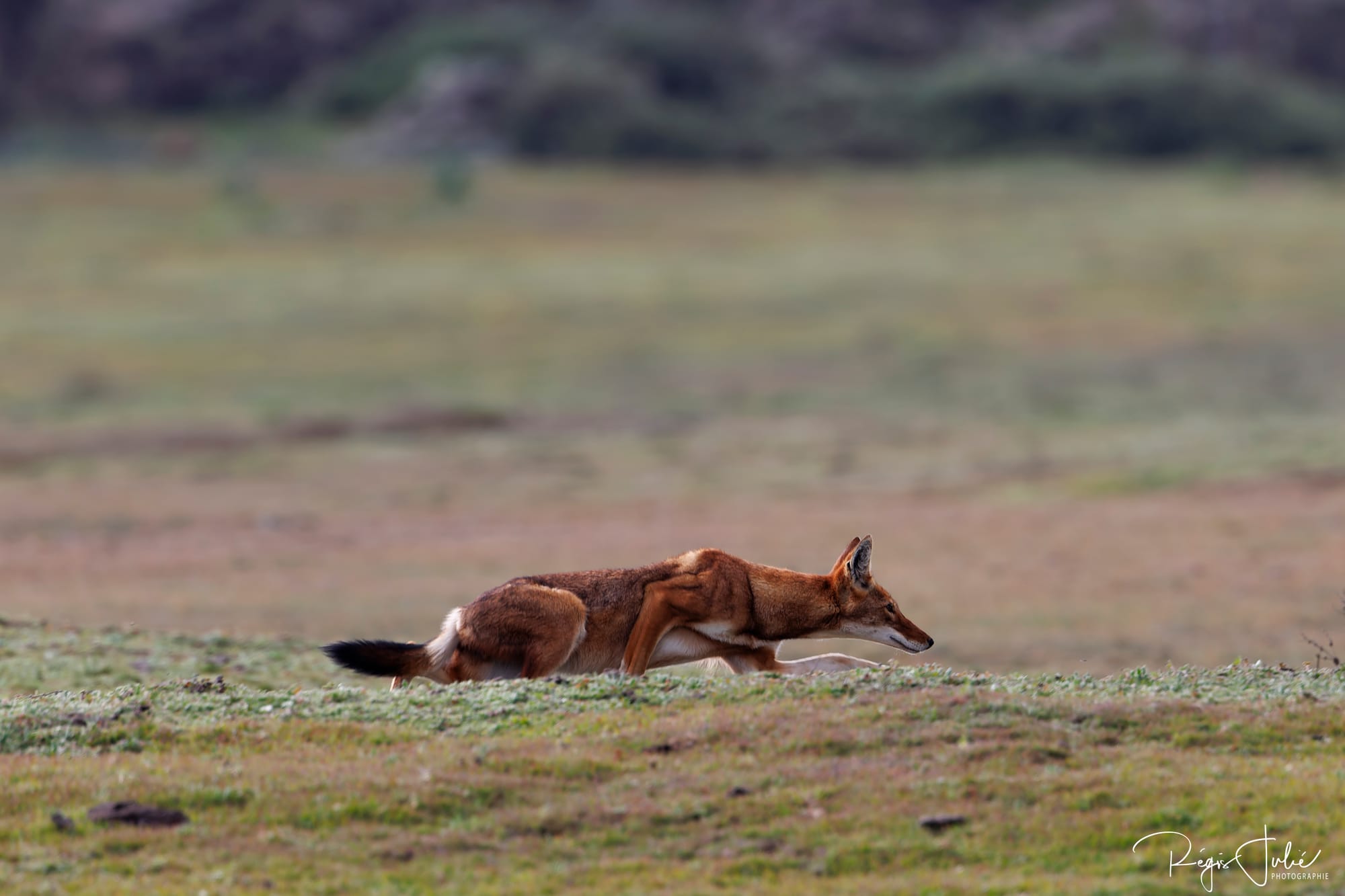 Loup d'Abyssinie, espèce en danger, chasse, Ethiopie