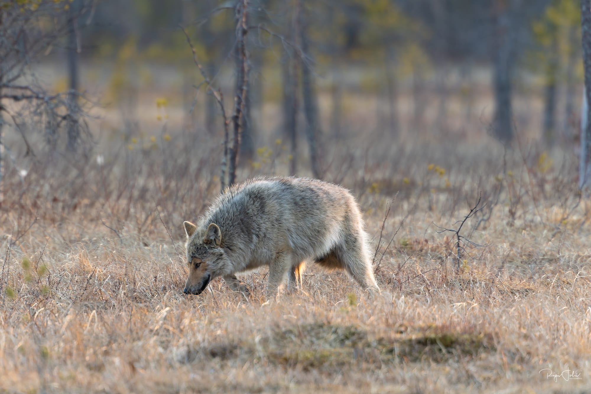 Finlande : Loups