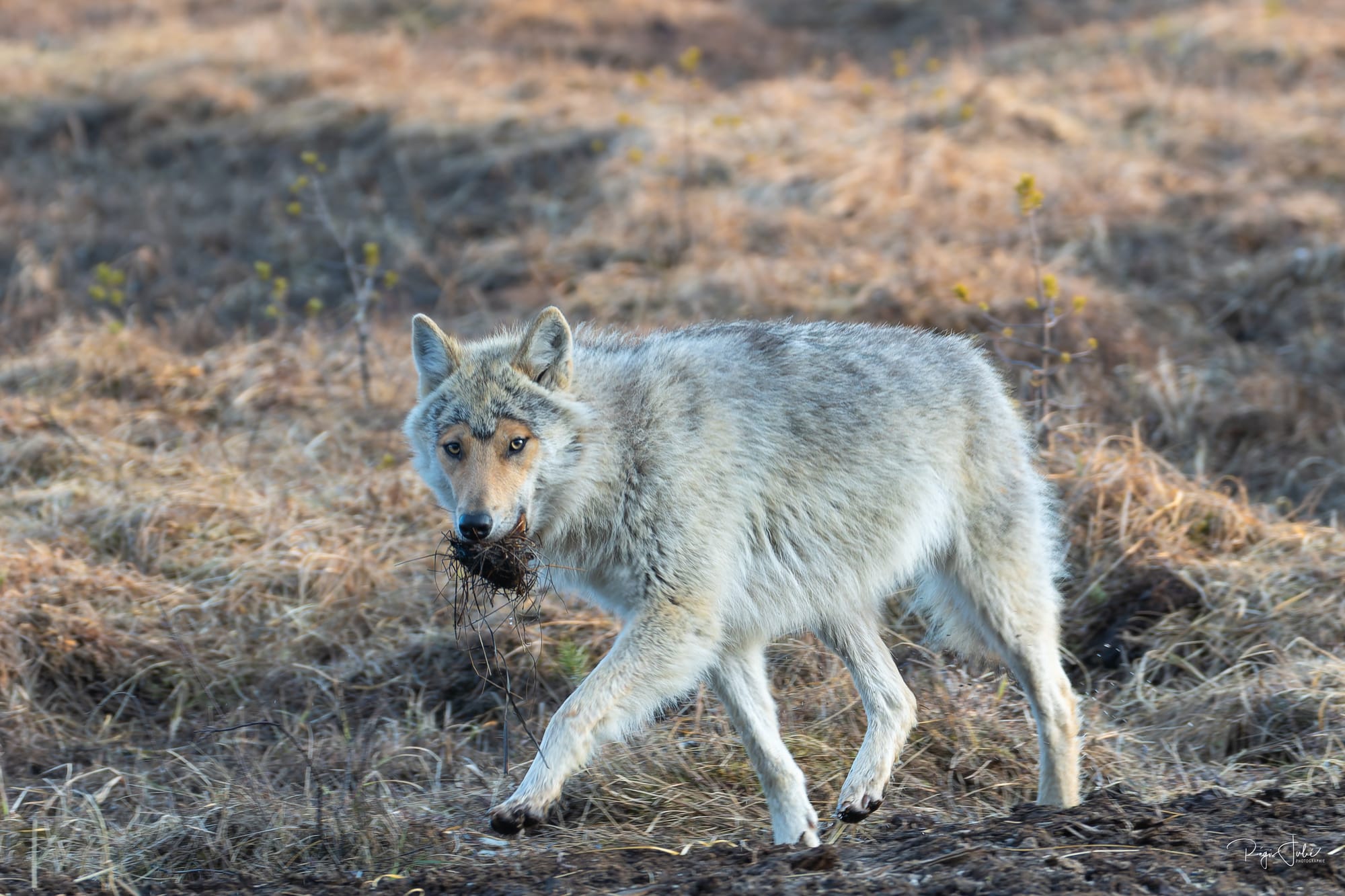 Finlande : Loups