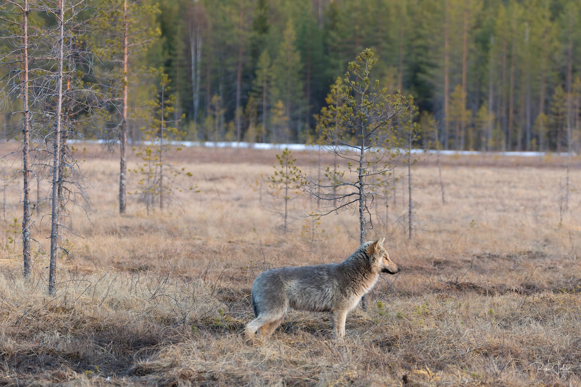 Finlande : Loups