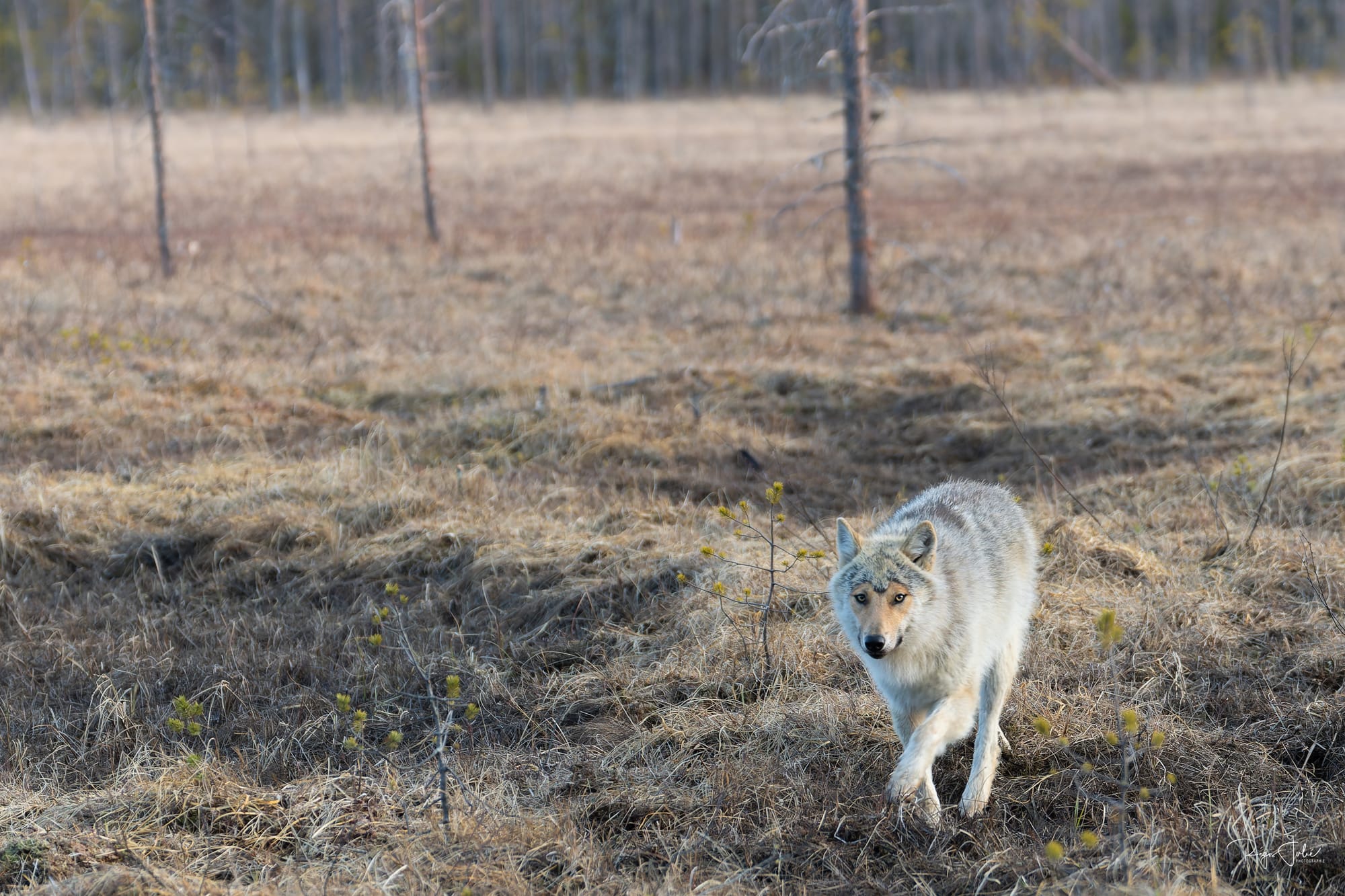Finlande : Loups