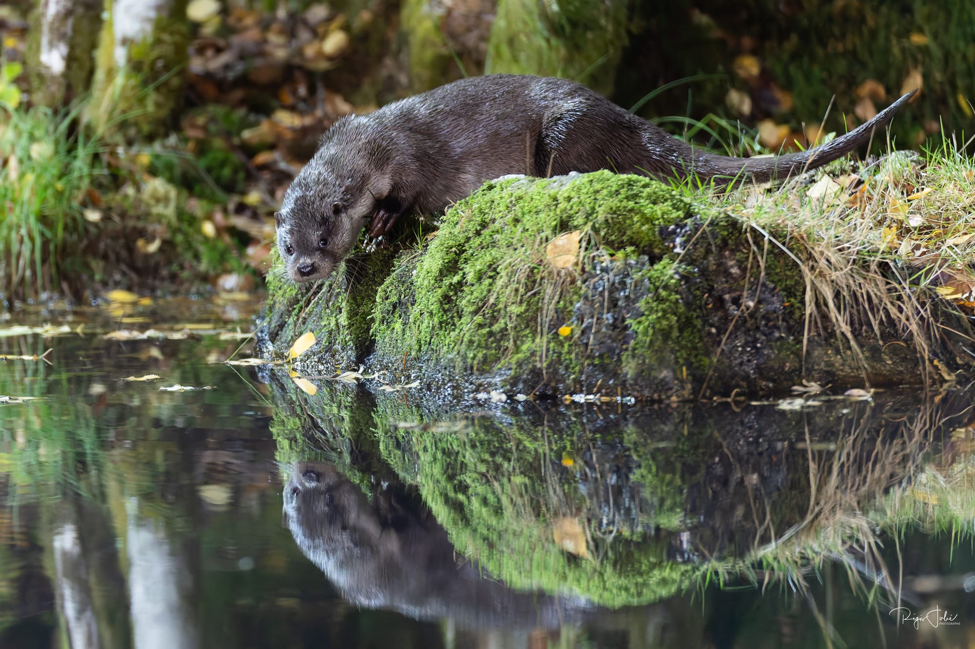 France : La loutre d'Europe