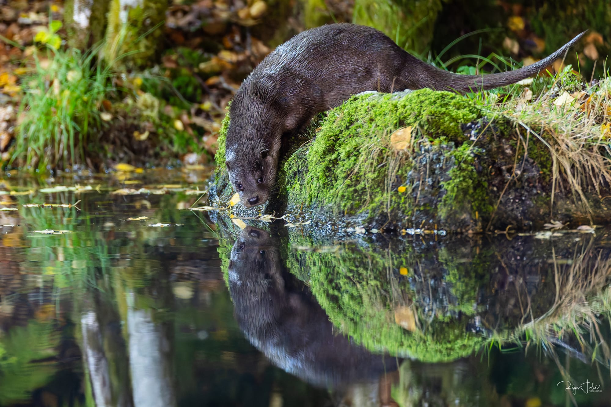 France : La loutre d'Europe
