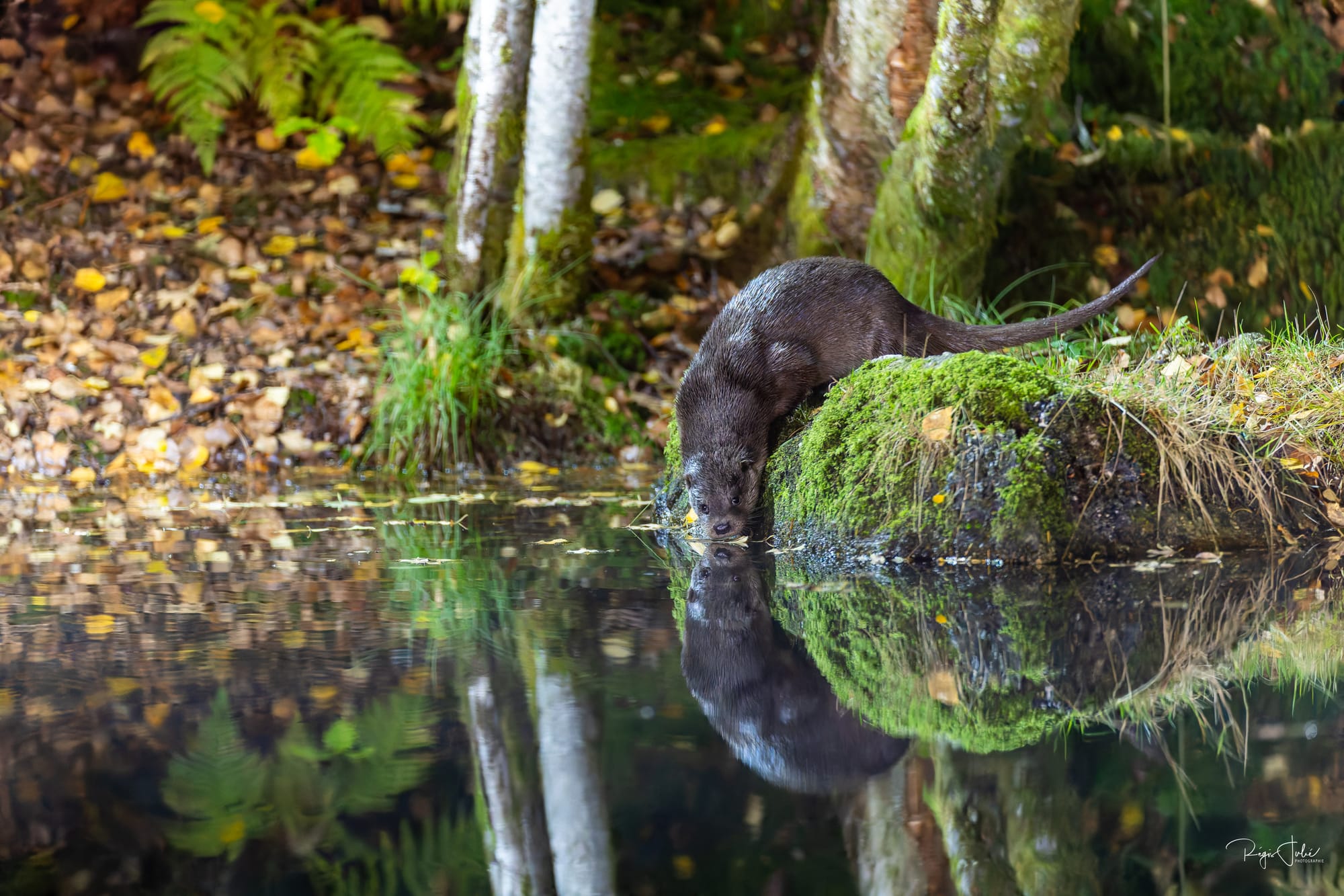 France : La loutre d'Europe