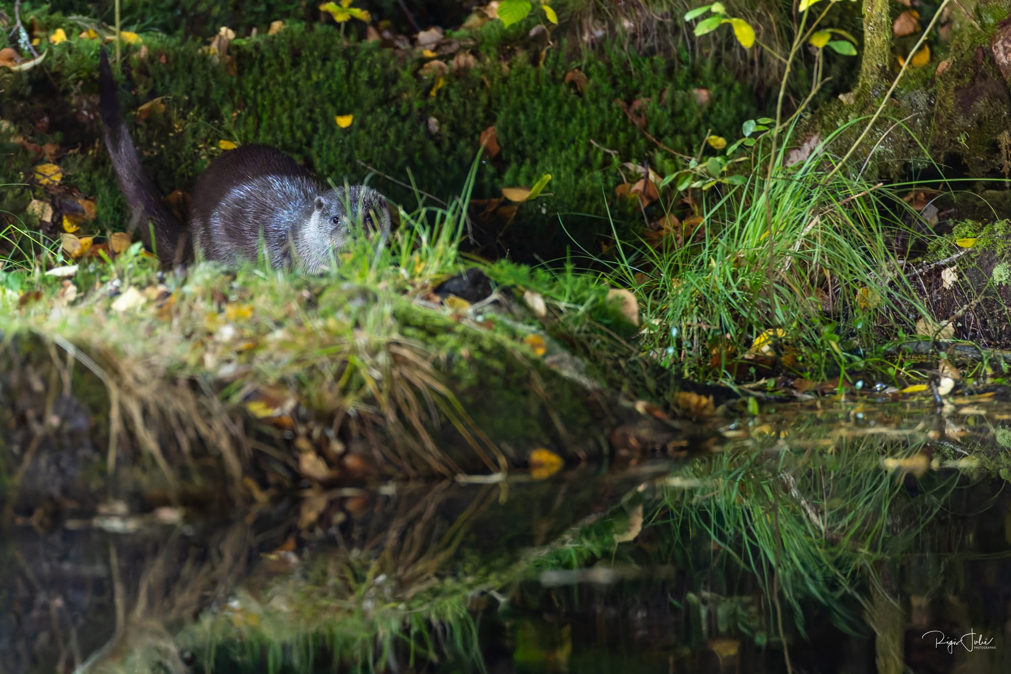 France : La loutre d'Europe