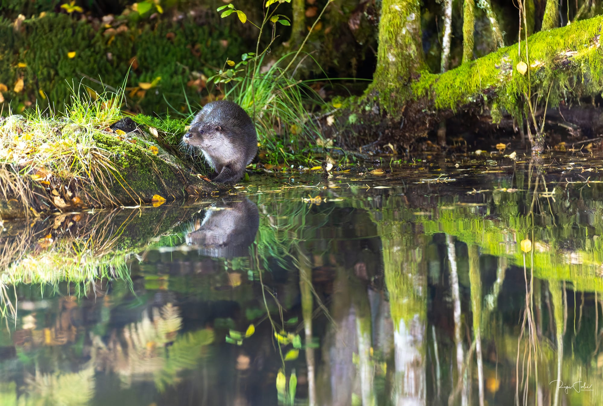 France : La loutre d'Europe