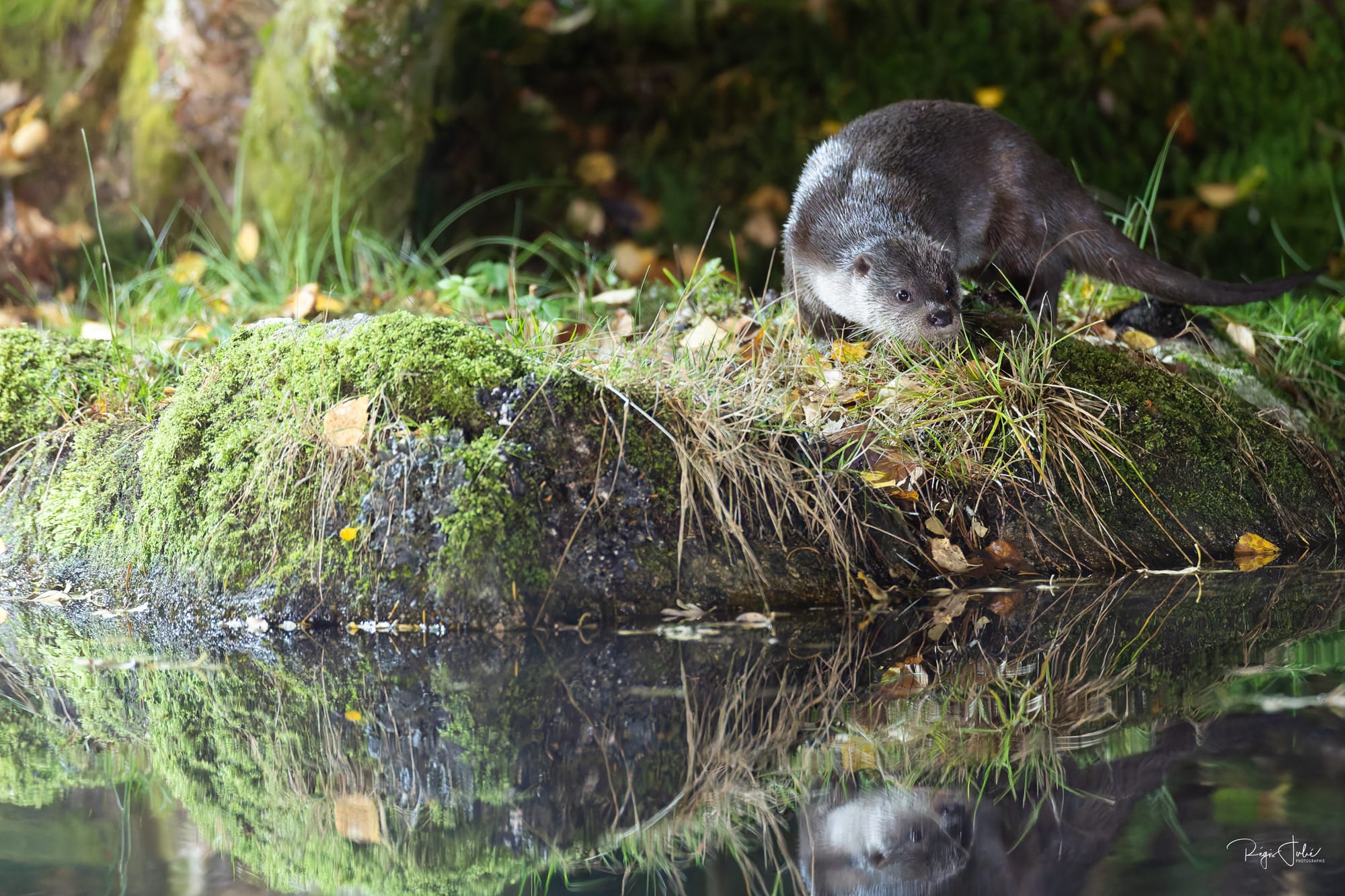 France : La loutre d'Europe