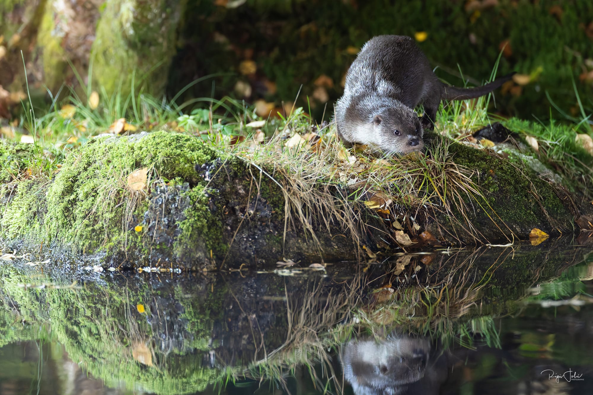 France : La loutre d'Europe