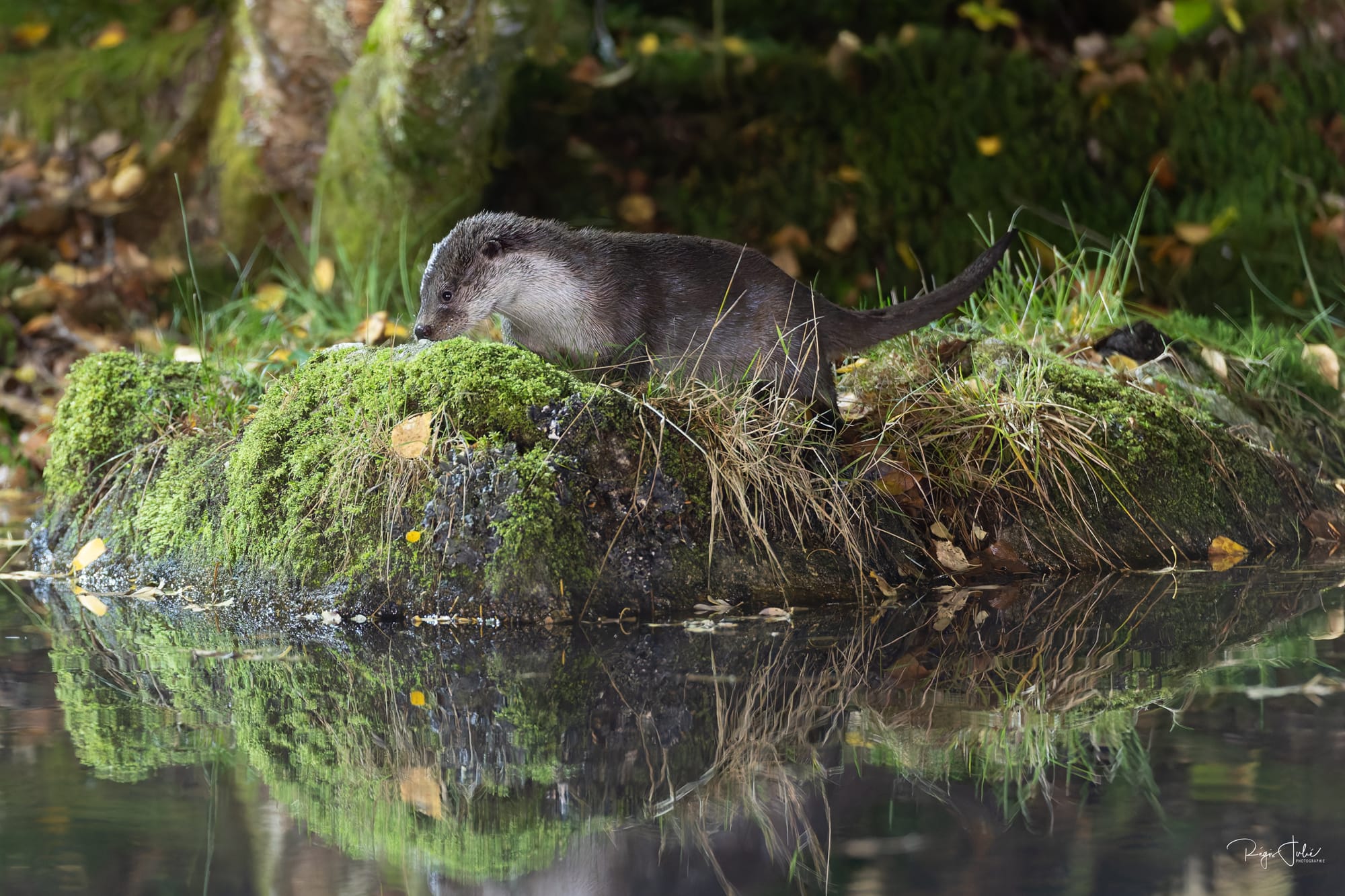 France : La loutre d'Europe