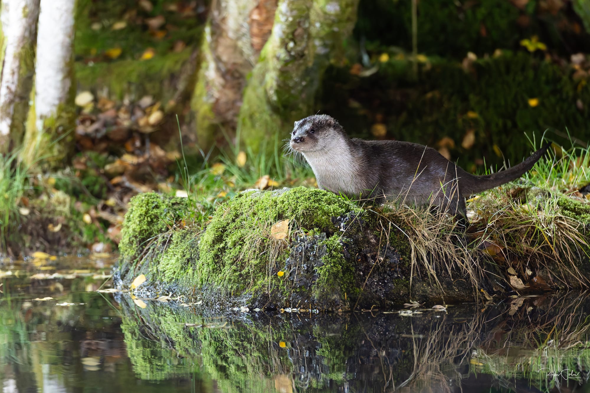 France : La loutre d'Europe