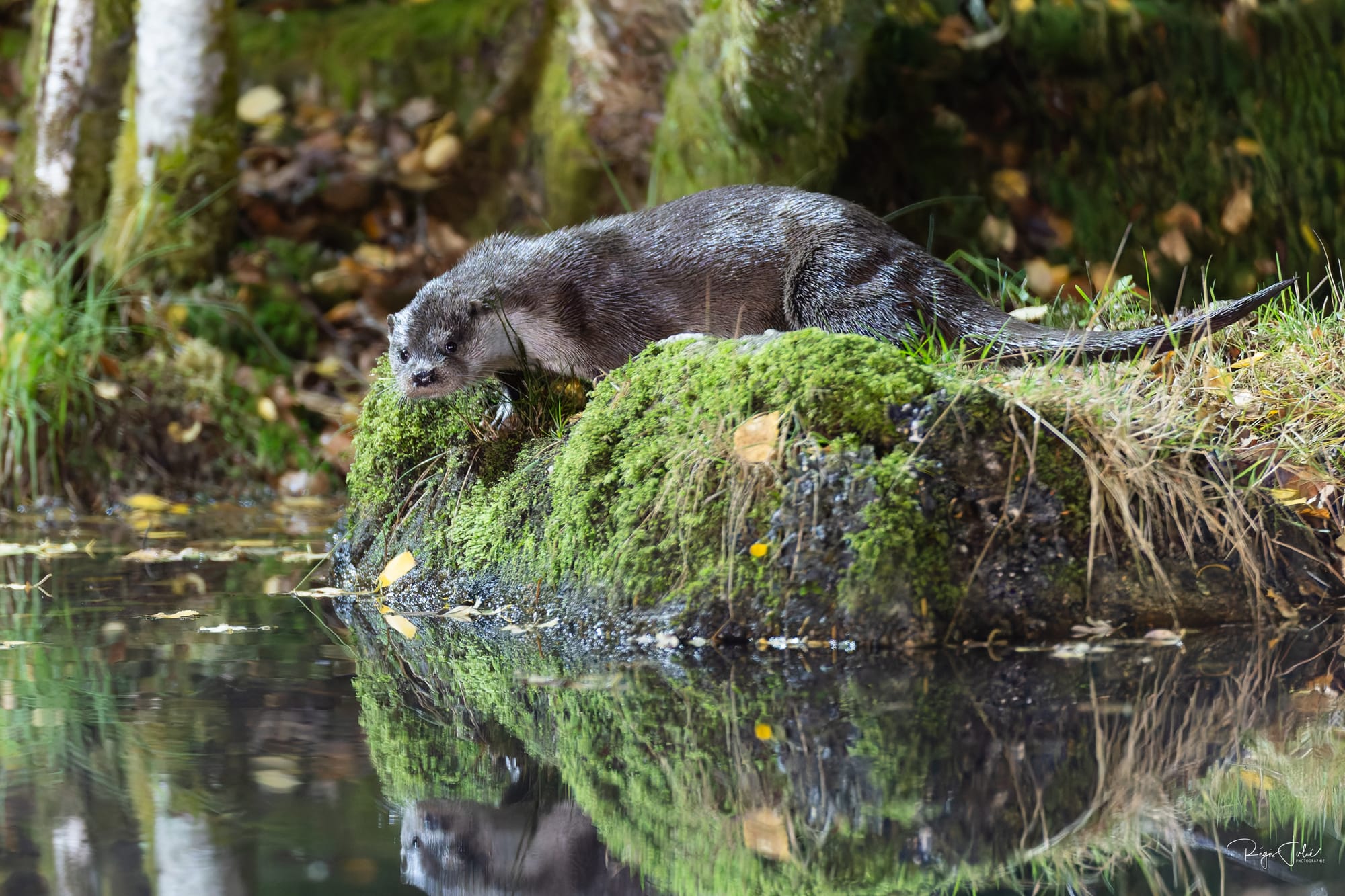 France : La loutre d'Europe