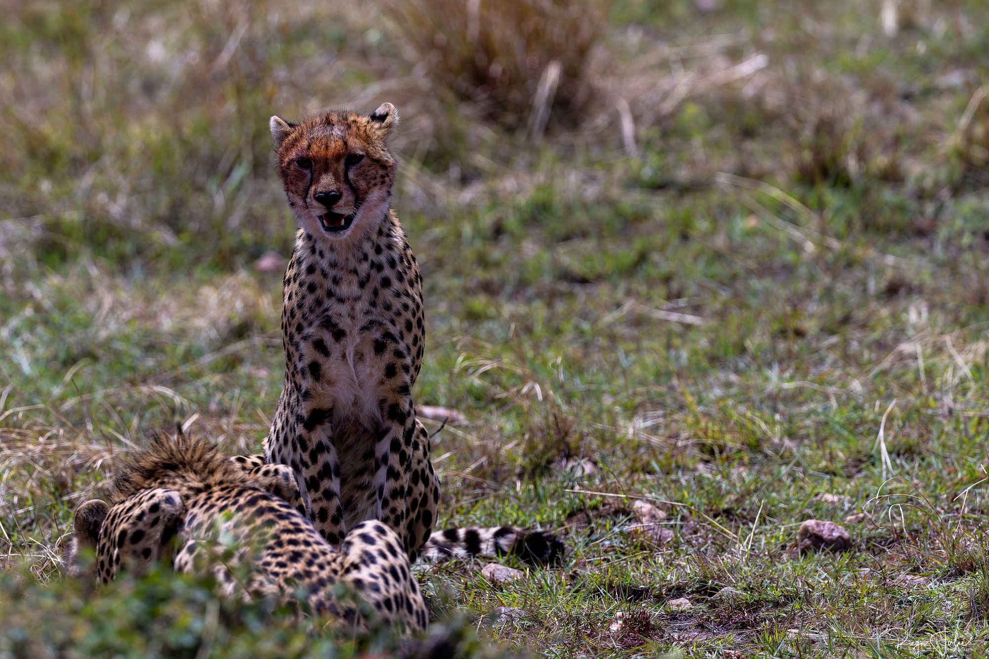 Masai Mara : La chasse