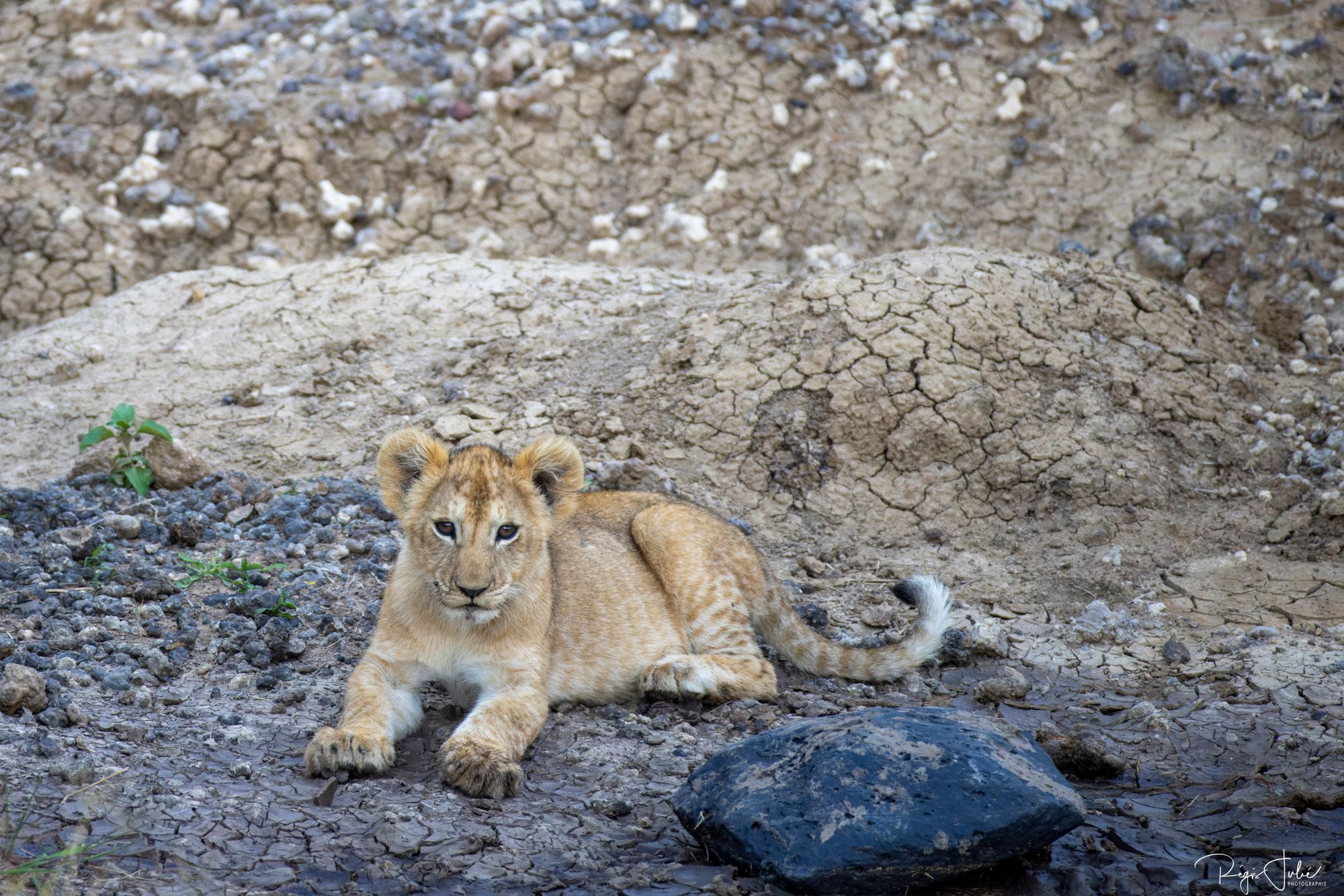 Maasai Mara : Lionesses with family