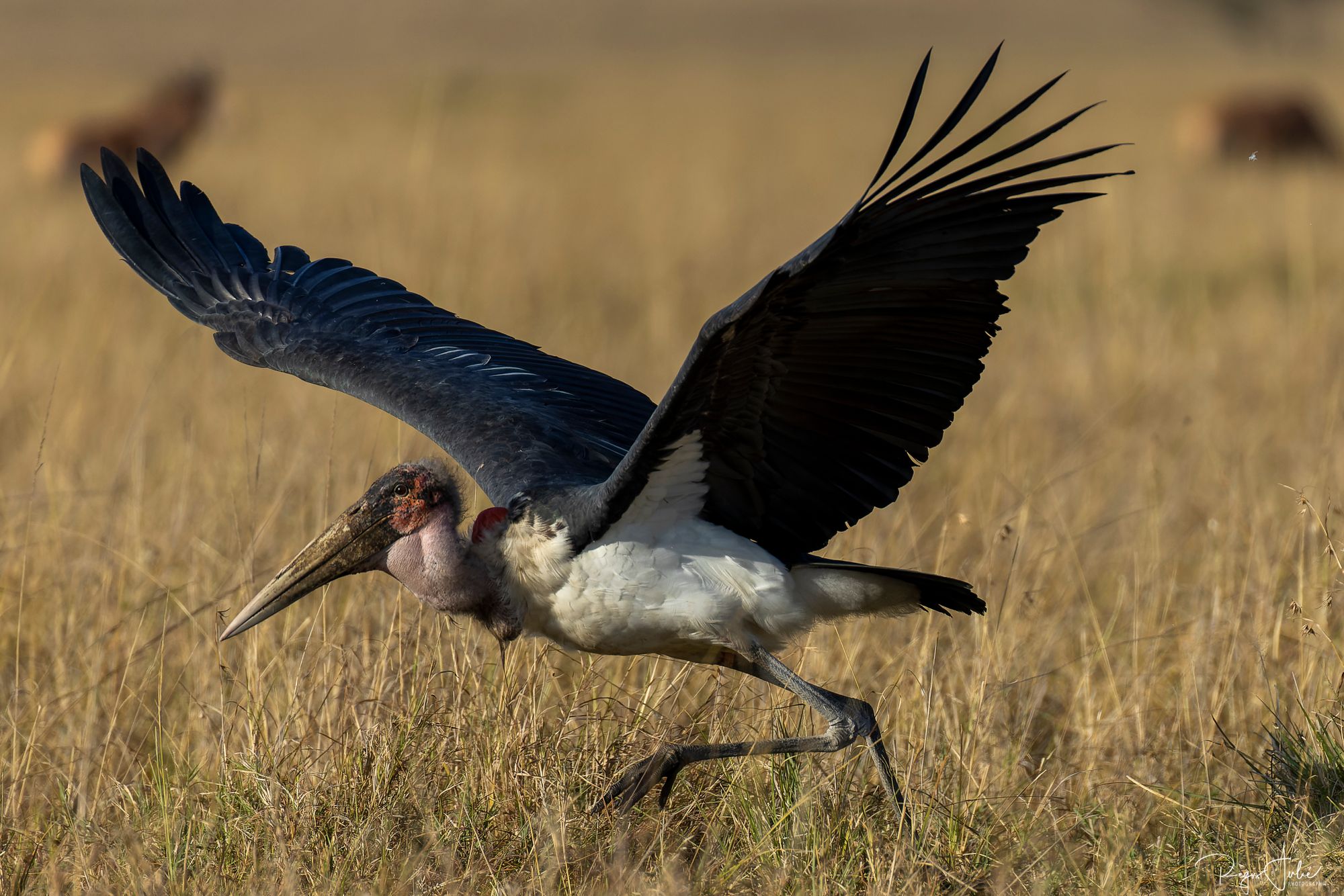 Maasai Mara : The birds