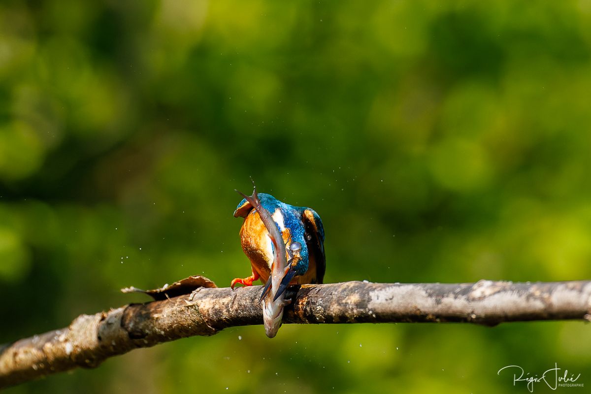 Hide photo : Kingfisher 22/04