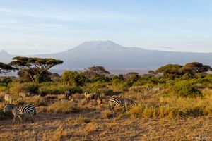 Amboseli : Présentation