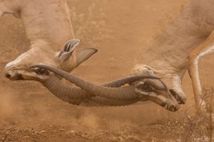 Amboseli : Interactions