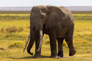 Amboseli :  les herbivores