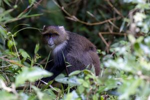 Aberdare: The endemics