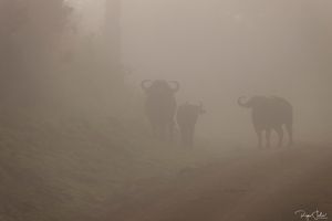 Aberdare : Les herbivores et oiseaux
