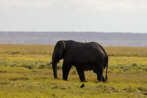 Amboseli : Le serval noir