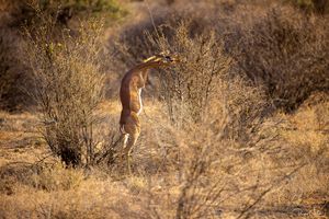 Samburu: Herbivores and omnivores