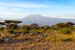 Amboseli : Presentation