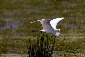 Amboseli : the birds