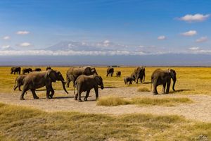 Amboseli : The Kilimandjaro