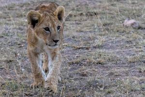 Amboseli : Les carnivores