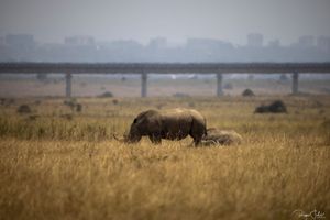 Nairobi National park
