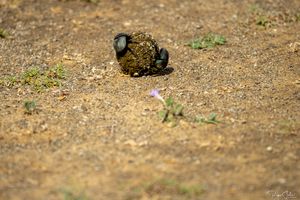 Baringo : Le reste