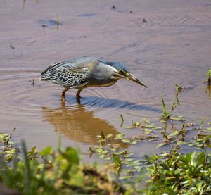Samburu : Les oiseaux aquatiques